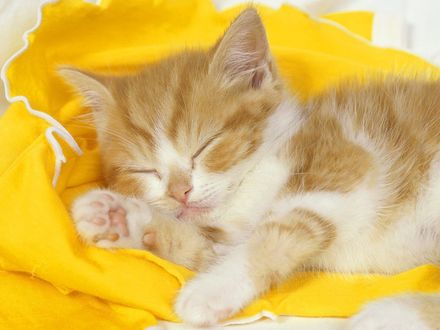 Обои на рабочий стол Рыжий котёнок спит на жёлтом одеяле