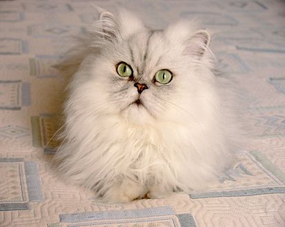 Обои на рабочий стол Красивый, пушистый белый персидский кот
