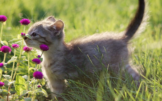 Обои на рабочий стол Серый котенок нюхает цветы