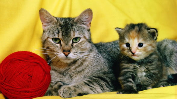 Обои на рабочий стол Кошачья семья, кошка и котенок рядом с клубком ниток