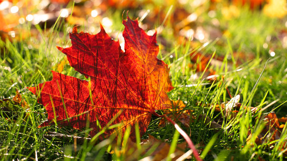 Листья осень на земле без смс