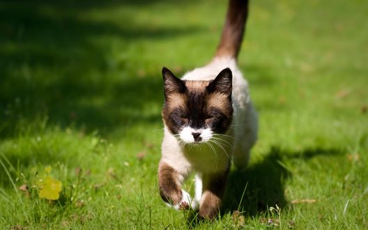 Обои на рабочий стол Сиамский кот на прогулке по траве