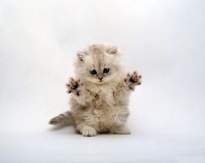 Обои на рабочий стол Котёнок поднял лапы вверх