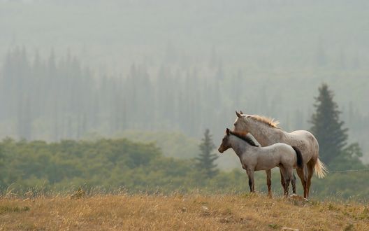 Обои на рабочий стол Лошадь и ее жеребенок на фоне красивой природы, вдали еловый лес