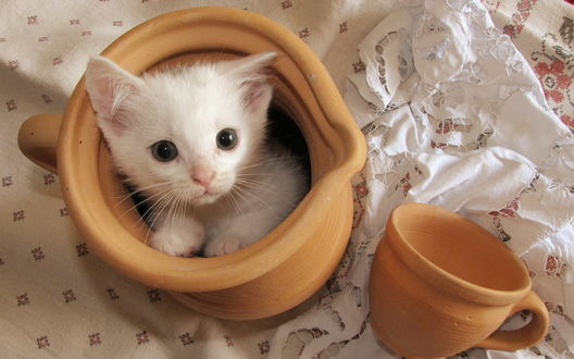 Обои на рабочий стол Белый котенок забрался в кувшин