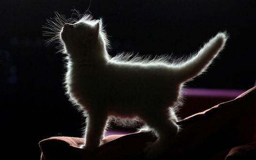 Обои на рабочий стол Силуэт котенка в темноте