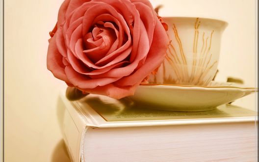 Обои на рабочий стол Фарфоровая кружка с красной розой стоит на книге