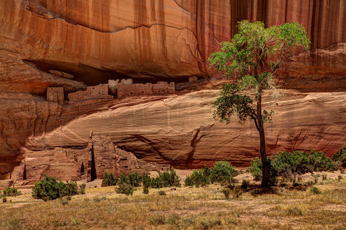 Обои на рабочий стол Дерево на фоне Canyon De Chelly, Arizona, USA / Каньон Де Шейи, Аризона, США