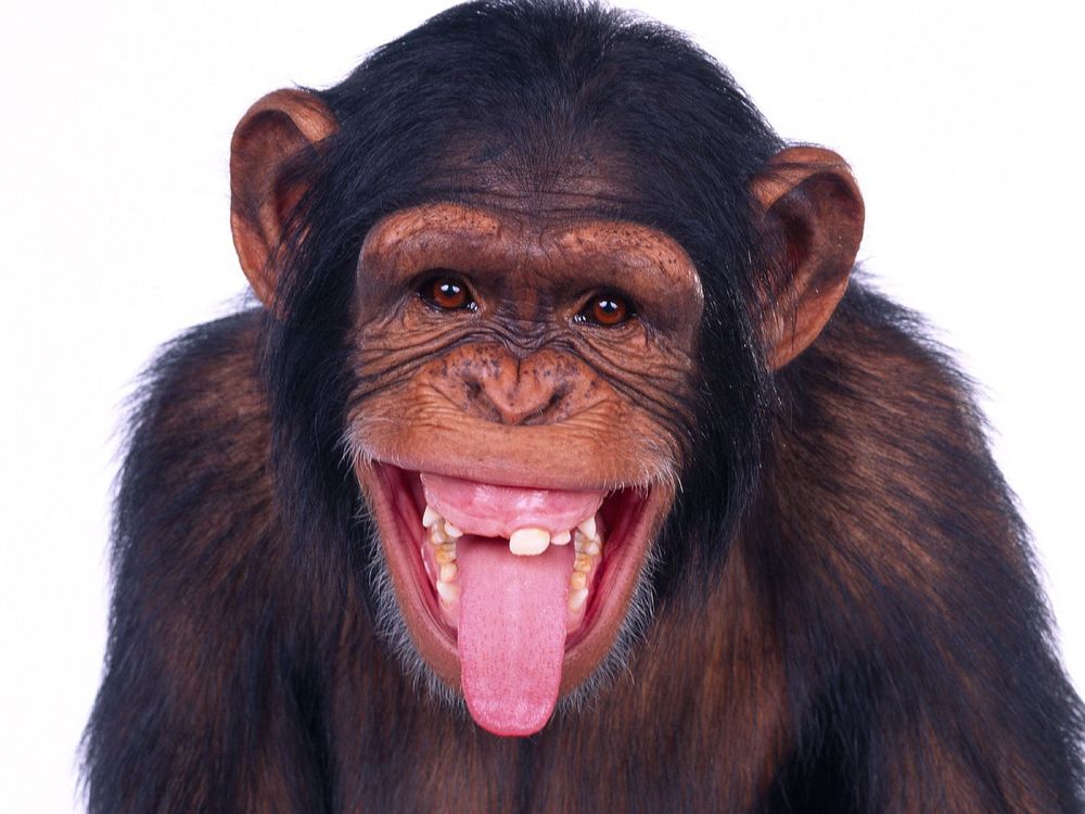 картинка обезьяна показывает язык