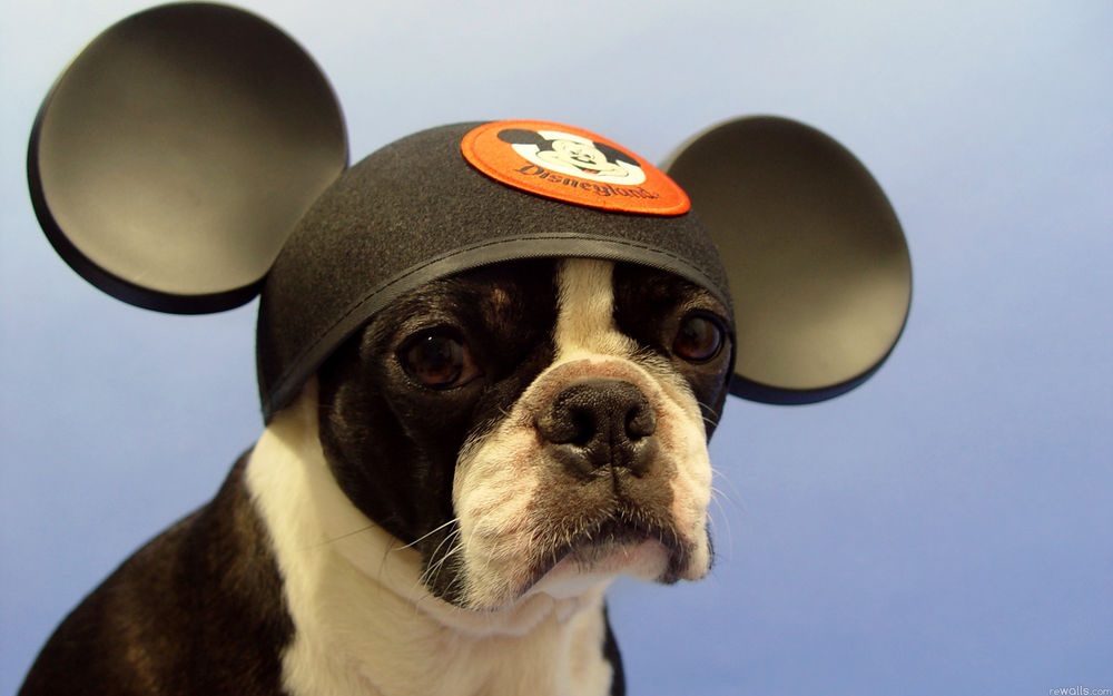 Обои для рабочего стола На бульдоге одета шапка Микки Мауса / Mickey Mouse с большими ушами