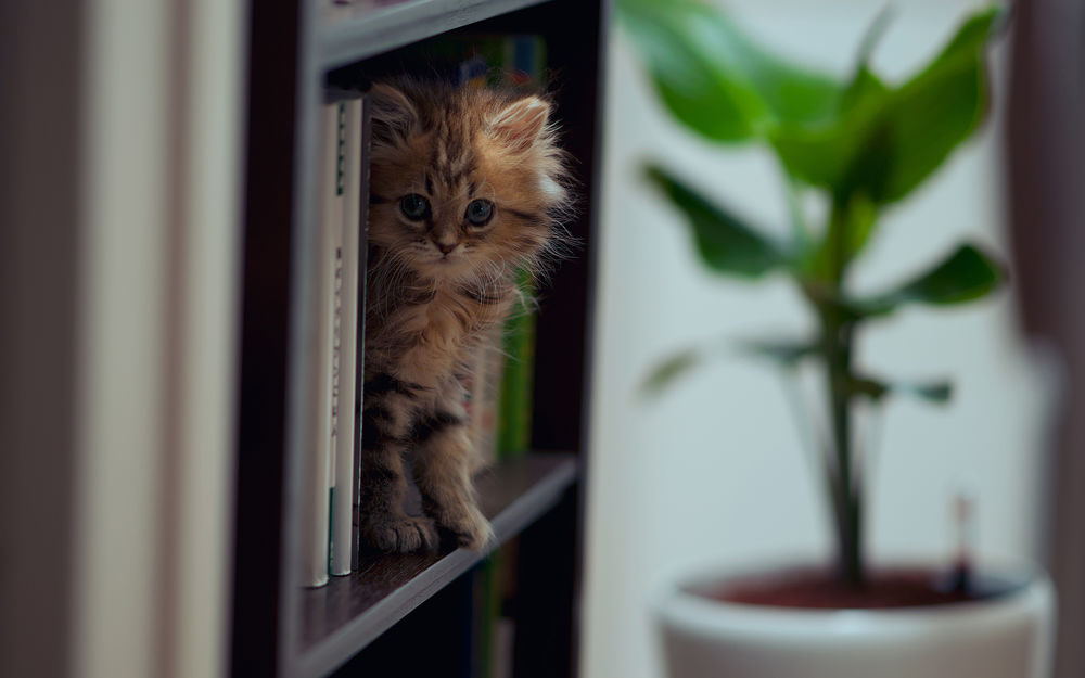 Обои для рабочего стола Кошечка Daisy / Дейзи на книжной полке, фотограф Ben Torode