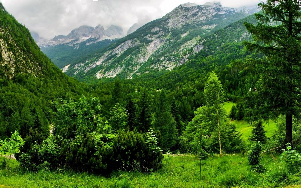 Обои для рабочего стола Зеленые леса в горах Словении / Slovenia, Бовец / Bovec