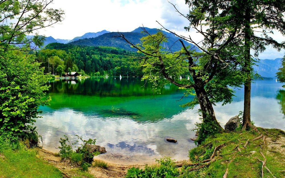 Обои для рабочего стола Живописное озеро, на берегу которого растут зеленые леса, Словения / Slovenia, Бохинь / Bohinj
