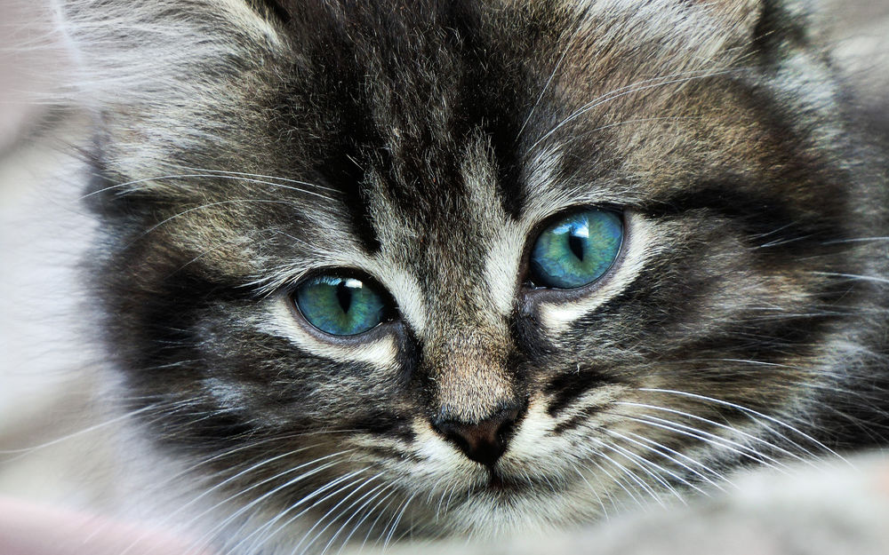 Обои для рабочего стола Мордочка серого котенка с зелеными глазами
