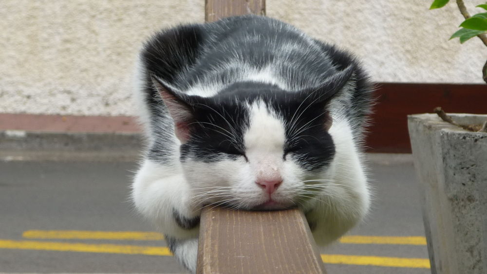 Обои для рабочего стола Черно-белый кот спит на деревянных перилах