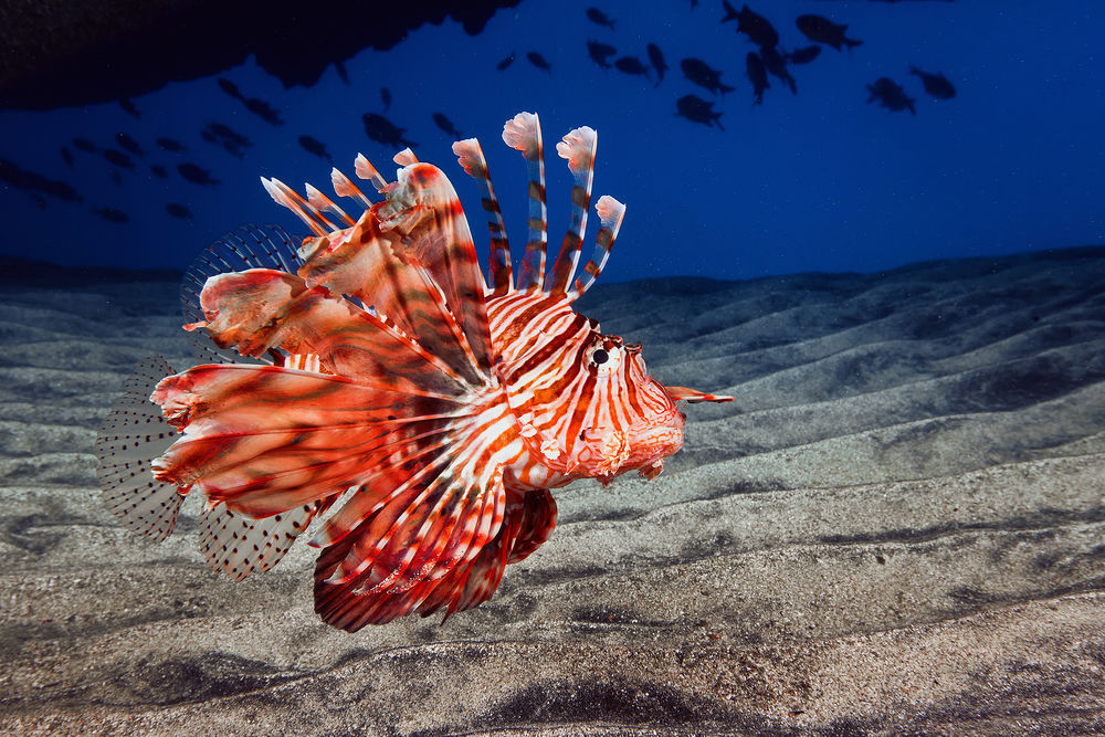 Обои для рабочего стола Рыба-зебра / Pterois volitans