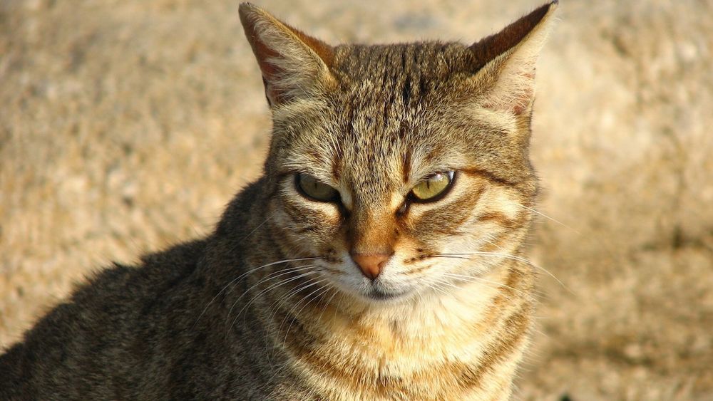 Обои для рабочего стола Ухмылка кота
