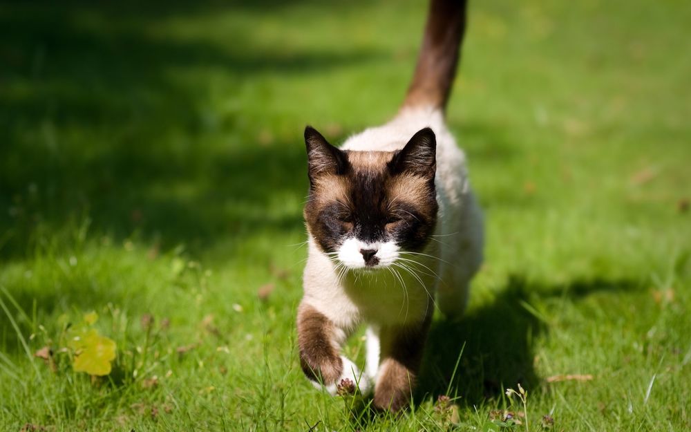 Обои на рабочий стол сиамский кот