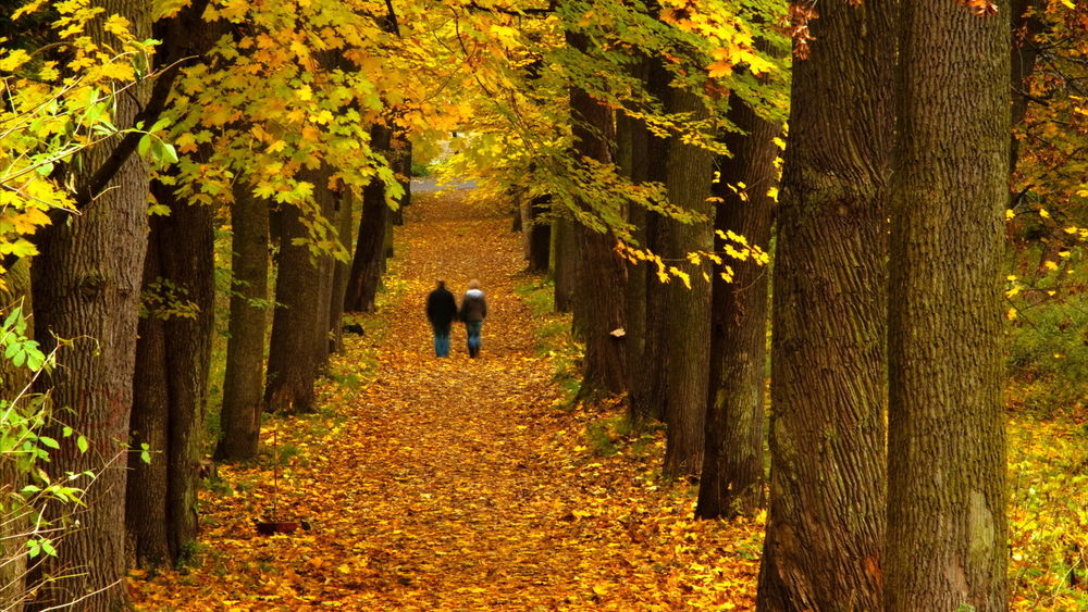 Обои для рабочего стола Супружеская пара прогуливается по дорожке, усыпанной осенними листьями и проходящей между стволами деревьев