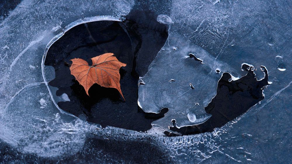 Обои для рабочего стола Осенний листок одиноко лежит в луже, покрытой тонким льдом