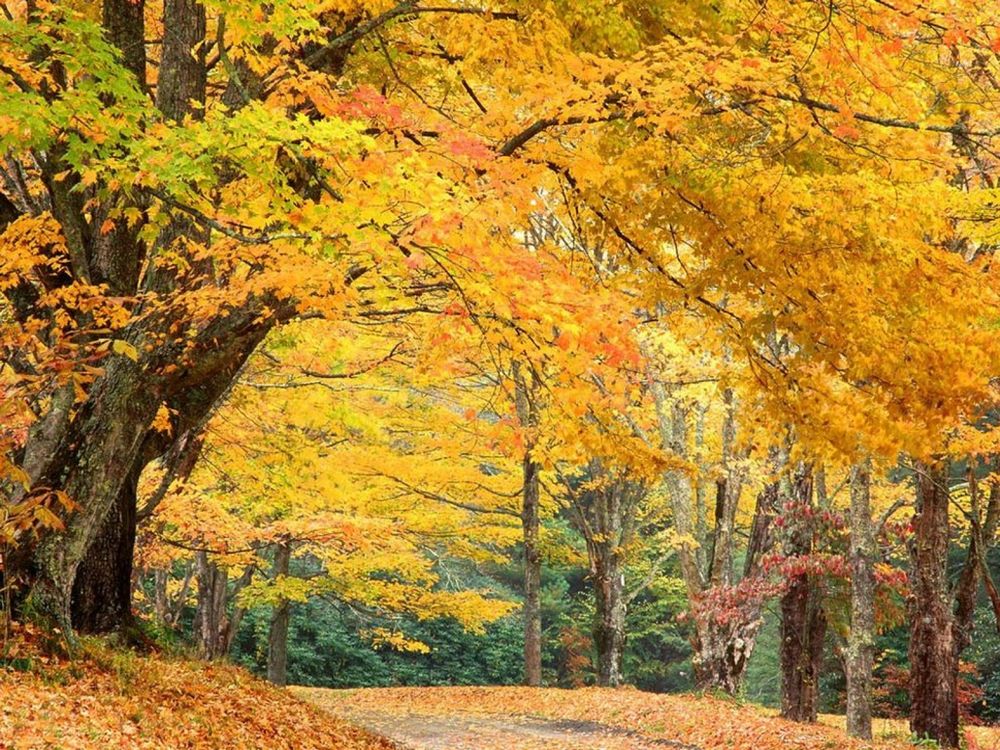 Обои для рабочего стола С деревьев опадает листва, на дворе осень - эта пора года рисует невиданной красоты пейзажи в городских парках