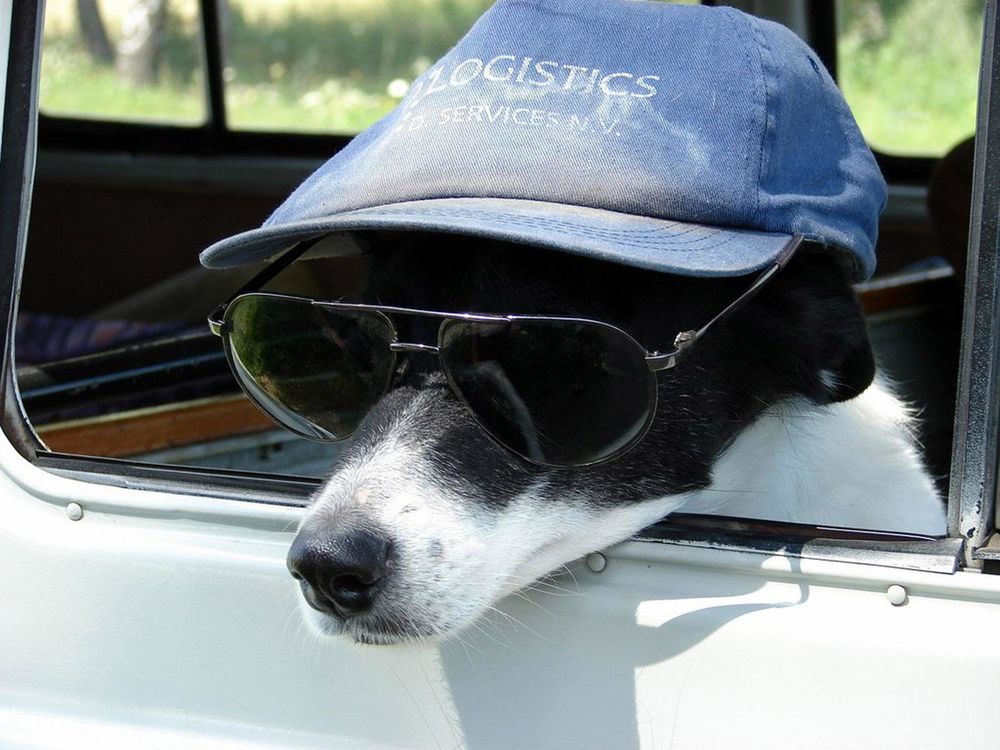 Обои для рабочего стола Собака в синей кепке и темных, солнцезащитных очках, высунулась из окна легкового автомобиля