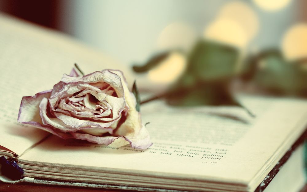 Обои для рабочего стола Засохшая роза на книге