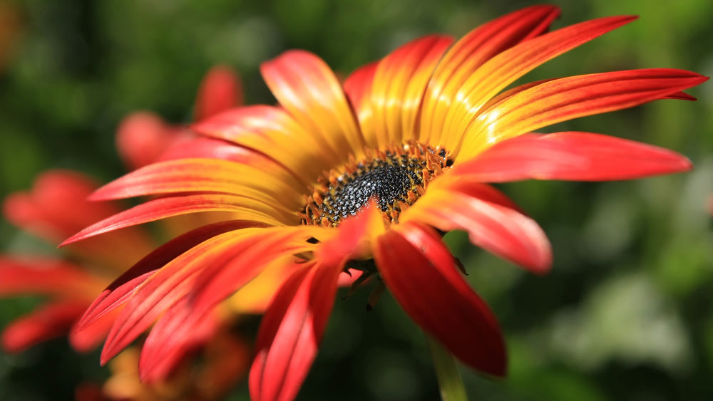 Обои для рабочего стола Гербера / Gerbera