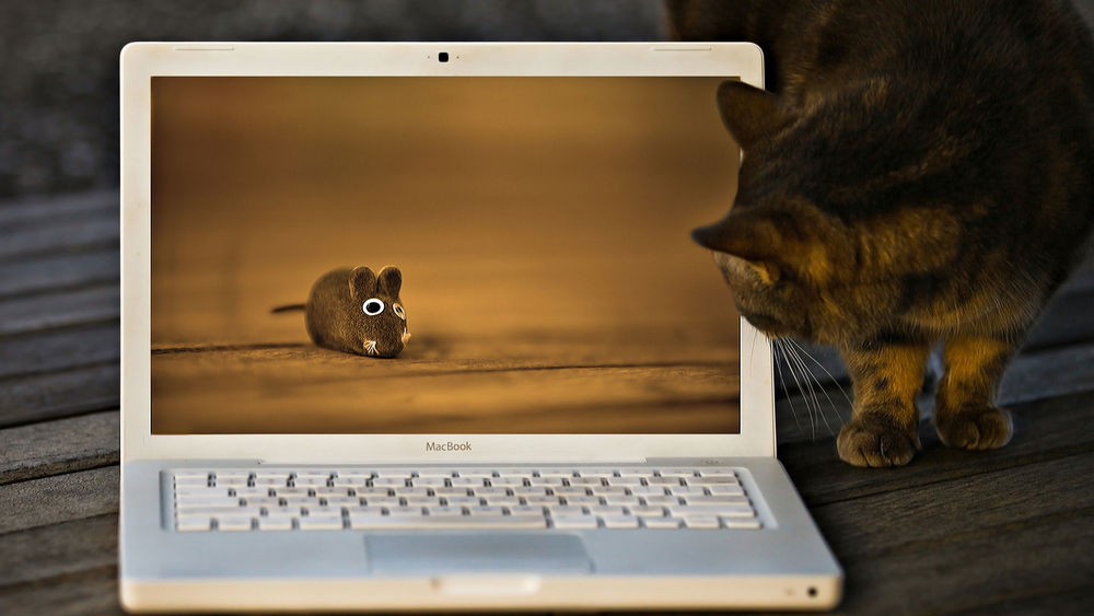 Обои для рабочего стола Кот заглядывает в лежащий, работающий ноутбук в котором на мониторе виднеется мышь
