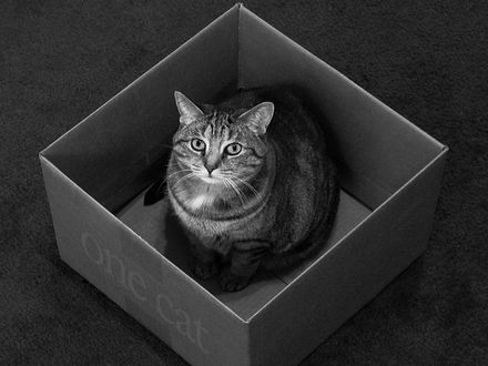 Обои на рабочий стол Кошка сидит в коробке под названием (one cat)