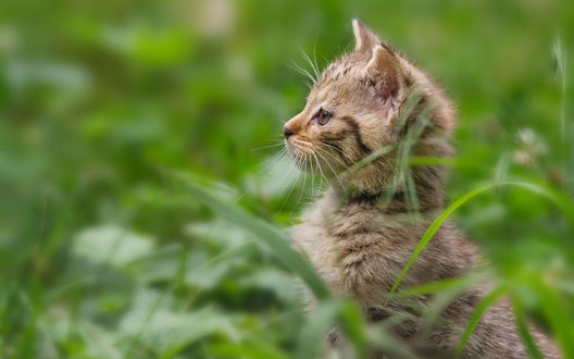 Обои на рабочий стол Маленький котенок выглядывает из-за высокой травы