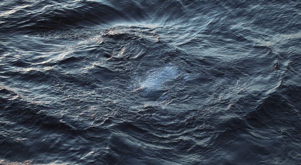 Обои на рабочий стол Белая рыба под темными волнами в воде