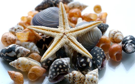 Обои на рабочий стол Морская звезда и ракушки