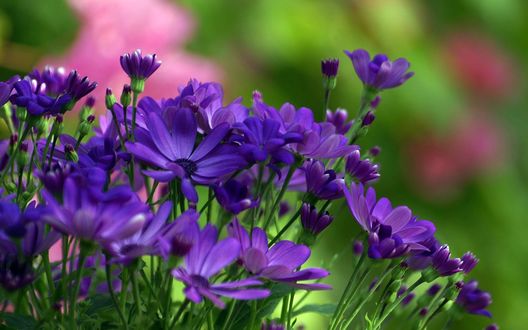 Обои на рабочий стол Красивые фиолетовые цветы хризантем / Chrysanthemum