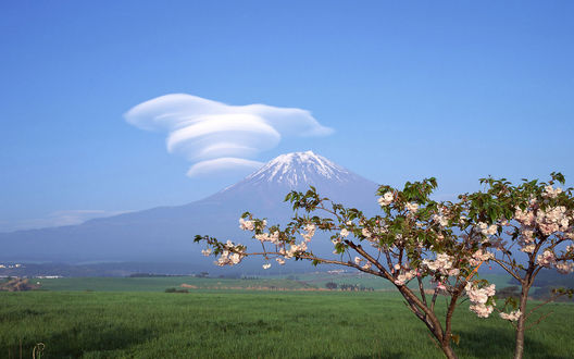 Обои на рабочий стол Цветущая сакура на фоне горы Фудзияма, Япония / Fuji, Japon