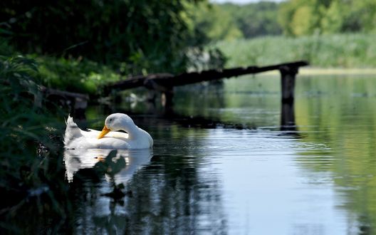 Обои на рабочий стол Белая утка плавает в водоеме