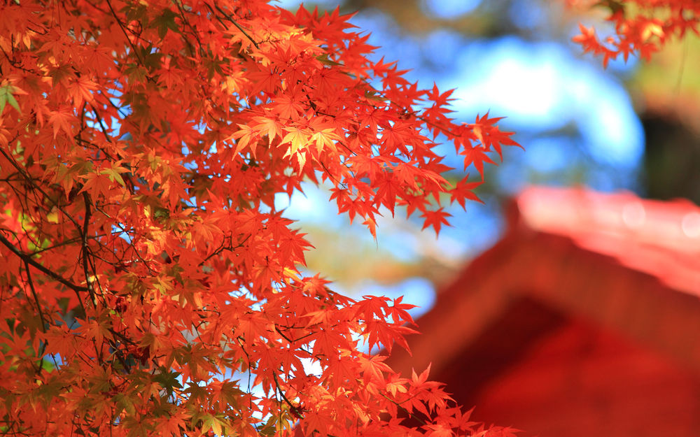Обои для рабочего стола Дерево с осенними красными листьями