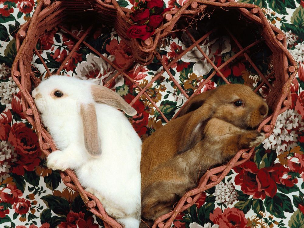 Обои для рабочего стола Два кролика лежат в плетеной корзинке в виде сердечка, расположенной на клеенке с красивыми, рисованными цветами