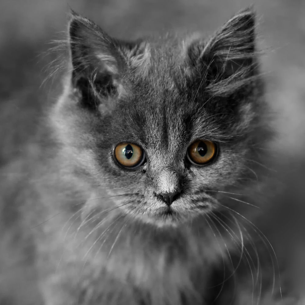 Обои для рабочего стола Кот, или даже котенок, доверчиво смотрит на тебя в упор, серый пушистый разбойник хочет понять, что ты сейчас ешь