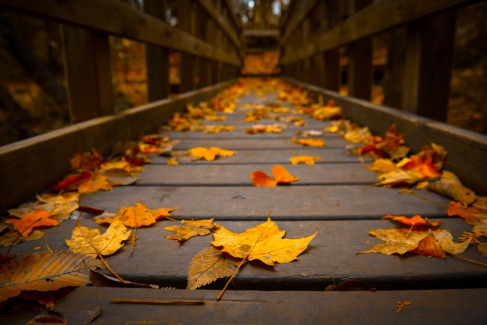 Обои для рабочего стола Небольшой мост усыпан желтыми осенними листьями