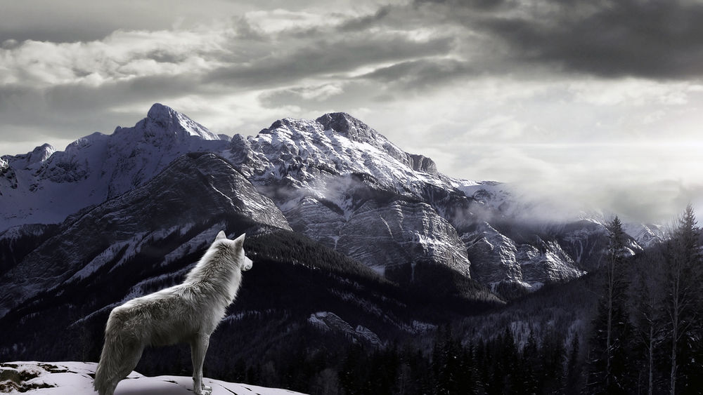 Обои для рабочего стола Волк зорко вглядывается в туманную даль гор
