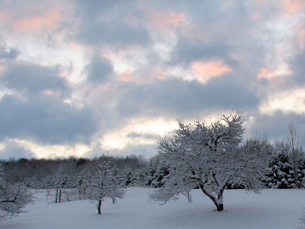 Обои для рабочего стола Зимний лес с деревьями, укутанными снегом под серым, мрачным небом