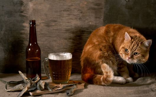 Обои на рабочий стол Рыжий кот сидит на столе и настороженно  смотрит на разложенные нём пиво в бутылке и кружке, вяленую рыбку