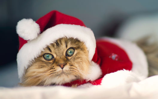 Обои на рабочий стол Пушистый кот в костюме Санта-Клауса / Santa Claus