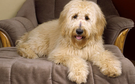 Обои на рабочий стол Лохматый пес  породы Голдендудль / Goldendoodle лежит на кресле