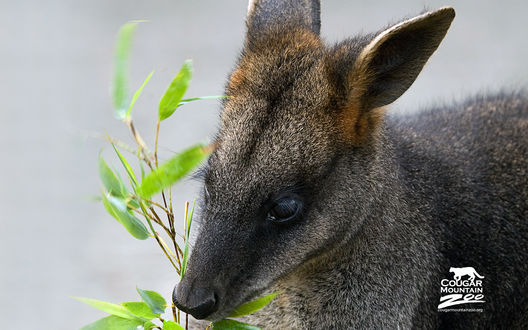 Обои на рабочий стол Горный зоопарк 'Кугуар' / Couguar Mountain Zoo, болотный валлаби Брэкен