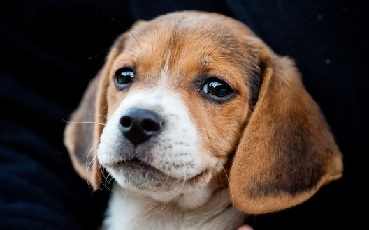 Обои на рабочий стол Милый щенок породы Бигль / Beagle