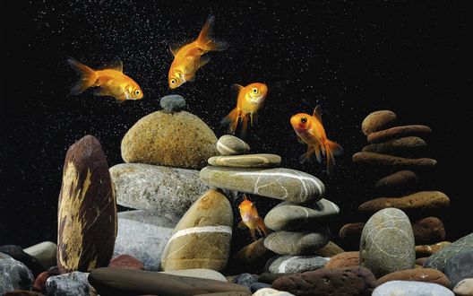 Обои на рабочий стол Пять золотых рыбок плавают в аквариуме, дно которого выложено различными фигурками из разноцветной морской гальки