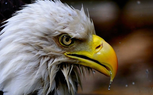 Обои на рабочий стол Американский белоголовый орлан