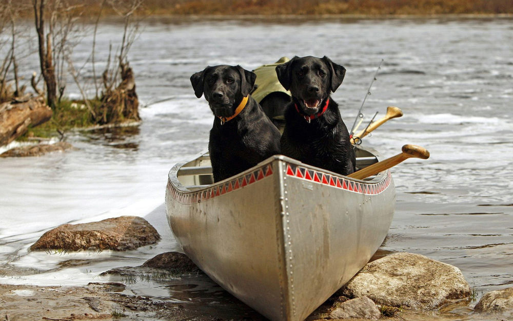 Обои для рабочего стола Две черные собаки сидят в лодке, стоящей у каменистого берега реки
